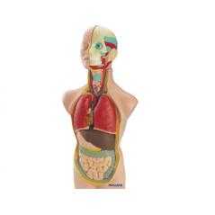 Juego miniland anatomia humana 11 piezas 50 cm