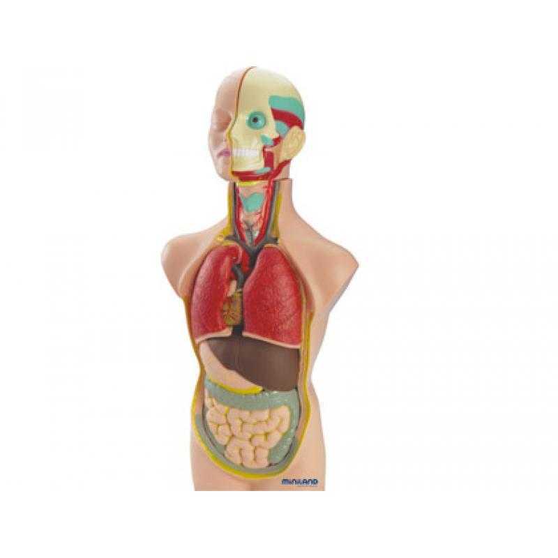 Juego miniland anatomia humana 11 piezas 50 cm