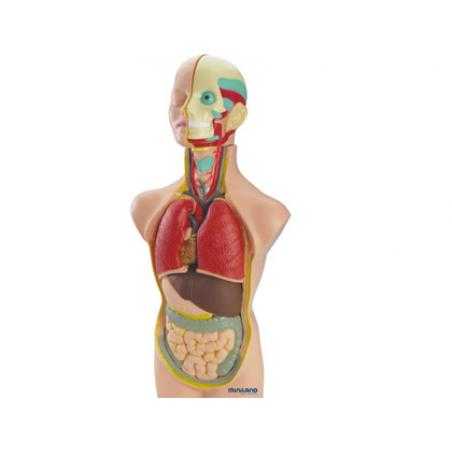 Juego miniland anatomia humana 11 piezas 50 cm